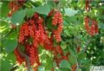 Low Price Supply High Quality Schisandra Chinensis P.E.